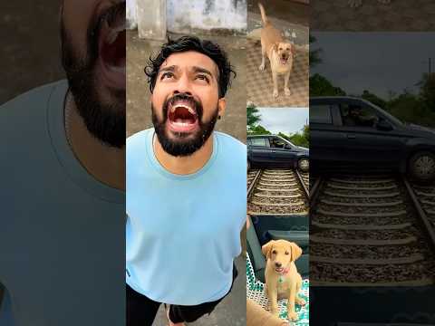 🥰Pet owner’s Love story-1❤️watch till end❤️ #labrador #doglover #goldenretriever #doglove #puppies