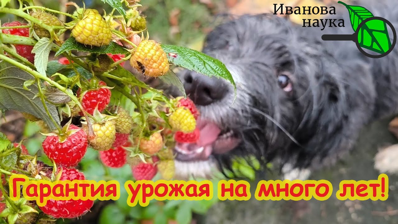 Урожай гарантирован! Искоренение самой опасной болезни малины и ежевики. Схема ухода за малиной.