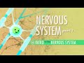 Exploring the Nervous System: Functions and Organization