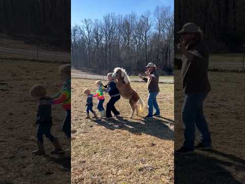 Funny horse#horse#horsevideo #horselover#fyp