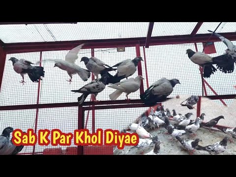 Baby Pigeon K Par Khol Diyae | Hashim Mahmood Pigeons