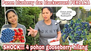 PANEN BLUEBERRY DAN BLACKCURRANT PERDANA || 4 POHON BUAH GOOSEBERRY HILANG
