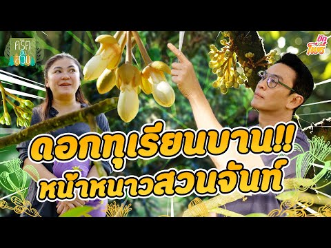 ดอกทุเรียนบานหน้าหนาวที่สวนจันท์ | คริต-อิน-สวน