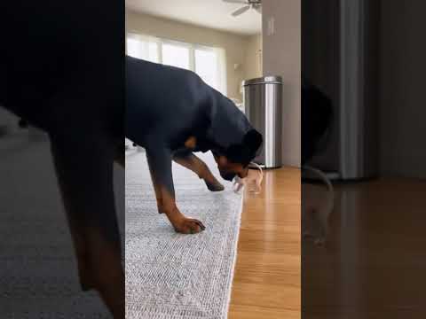 You Won't Believe Where This Big Dog Put the Tiny Puppy!​#Rottweiler#Chihuahua#funnydogs#gentlegiant
