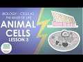 Cell Organelles and Their Functions