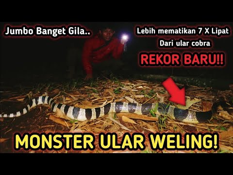 PENANGKAPAN ULAR WELING MONSTER! HATI HATI DENGAN ULAR SATU INI! YANG LEBIH NGERI DARI KING COBRA