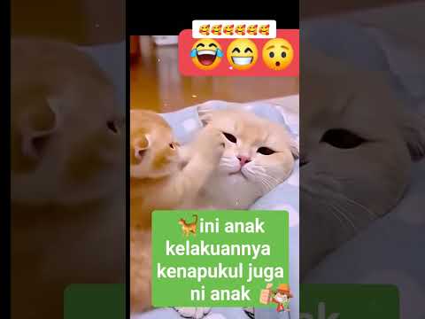 Bocil oyen lucu marah sama emak nya #kucinglucu #funny #memes #lucu #cat #cute #shortsvideo