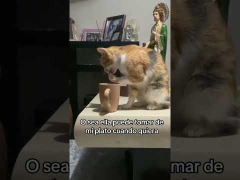 #risas #comedyshorts #comedia  #comediaanimal  #comedy #chistes #risas #humor #humormemes