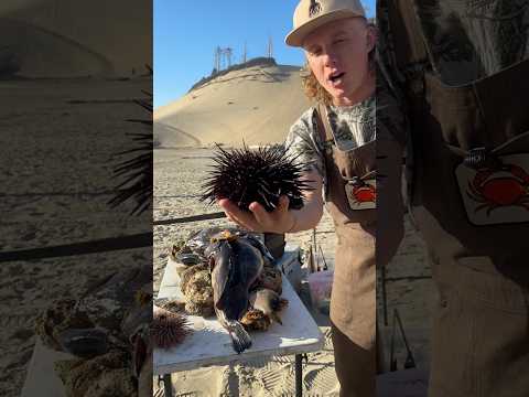 Eating Oregon Sea Urchin
