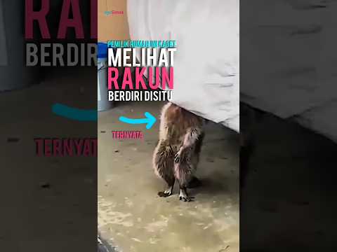 kaget melihat rakun berada di belakang mobil nya,kepala rakun terhalang penutup mobil 😮 ternyata..