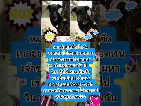 อินดู!เจ้าของพายเรือตามหาหมาที่ถูกน้ำป่าพัดไปนาทีพบกันสุดซึ้ง!#น้ำท่วม#รักสัตว์#ปาฏิหาริย์#ไม่ยอมแพ้