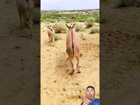 Amazing ๐ฑ๐ฑ๐ฑ#cow #horsetrack #funnyanimal #shortvideo #animals #animallife #funnypet #pets