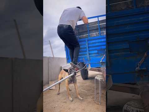 Dog saves 80 | Viral Gadgets, Smart Appliances, Kitchen Utensils/ Home Inventions #shorts #dog