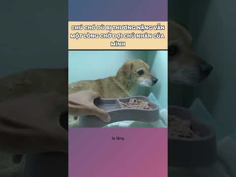 Chú chó trung thành ngày ngày chờ đợi chủ nhân của mình