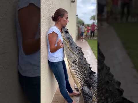 Alligator Corners Woman Against Wall 😨 #WildMoments #ViralShorts #Florida