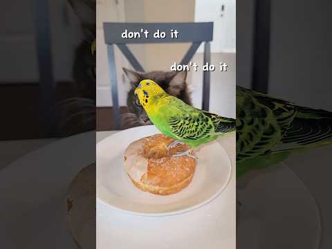 Don't do it...#petshub #memes