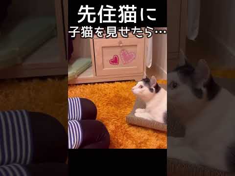 先住猫に子猫を見せたら‥#shorts #ねこ