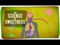 Understanding Sweeteners and Their Effects