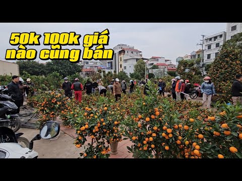 QUẤT TẾT 2025 CHIỀU 30 CHỦ VƯỜN CHƠI TẤT TAY KÊU GÀO XẢ HÀNG 50K 100K GIÁ NÀO CŨNG BÁN TLS