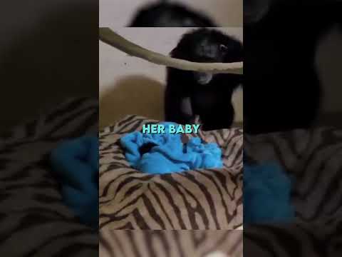Chimp Mum thought she lost her baby ?❤️