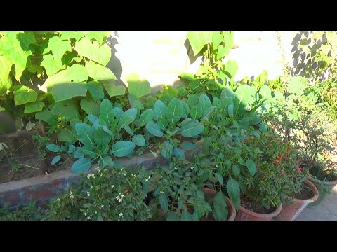 December Garden overview | @izhar ki duniya | vegetable garden