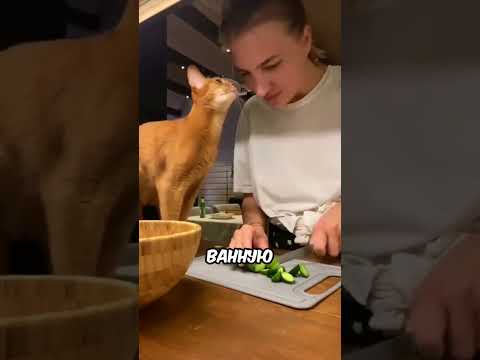 Больше кошачьего контента в тгк: КОТЭ 🐾 / Признаки что кошка любит вас #хочуврек #кот #кошка #shorts