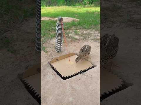 Create Quail Trap Technique #youtubeshorts