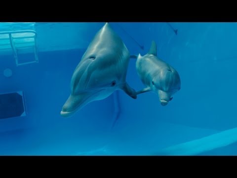 Dolphin Tale 2 - Official Teaser Trailer [HD]