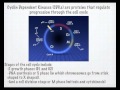 Mitosis and Meiosis Concepts Review