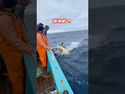 polar bear jumped on our fishing boat to escape form shark ! ๐ฑ๐ปโโ๏ธ๐