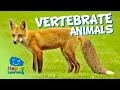 Understanding Vertebrate Animals