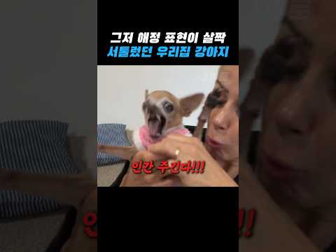 진정한 치와와는 절대 참지 않아