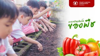 การเจริญเติบโตของพืช