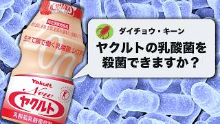 ヤクルトの生きた乳酸菌を殺菌してみた / 無菌の乳酸菌飲料が飲みたい！
