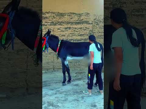 Funniest Donkey Ever! Donkey Training the fun way! 3054