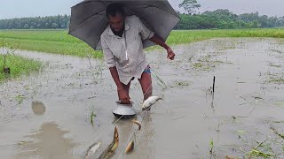 বিলে বন্যার আবহাওয়ার ভিতরে জাল দিয়ে গুচি ভেদি শোল টাকি মাছ ধরা। Net Fishing rainy season। মাছ ধরা 