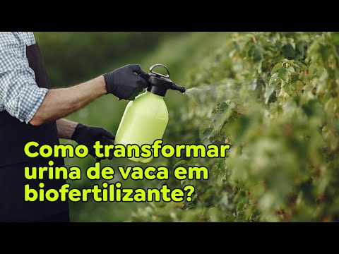 Como transformar urina de vaca em biofertilizante?