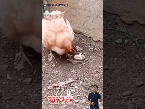 Kỳ nhông liều lĩnh vào nhà cắn gà con #animals