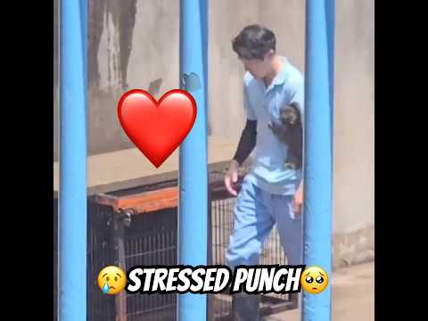 😭Punch after the incident, zookeeper helps him #punch #punchi #shorts #fyp #viral #animals