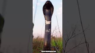 Snake Spits Venom All Over My Camera!