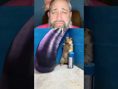 Marmot Funny #marmot #funny #animals