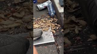 mapache roba cacahuates en pleno juego de los New York Mets