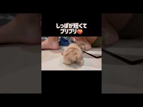 【成長日記】はじめてのシャワーで衝撃の姿になりました…！ #shorts #子猫 #kitten #cat
