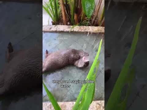 Orphaned baby otters find a loving home #otters #shorts #cute #heartwarming