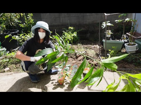 予想外の場所に成っていたスイカ！高級食材の収穫！