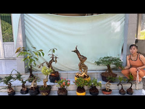 Báo giá Cây cảnh 9/2 Phôi và nhiều loại bonsai thành phẩm hoa trái