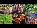 Biodiversity and Ecosystem Dynamics