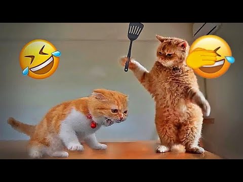 You Laugh You Lose 😝Funniest cat and dog will make you laugh uncontrollably 🤣😝