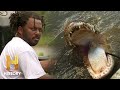 Alligator Hunting in Southern Louisiana