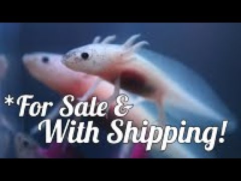 Axolotl For Sale 09 21